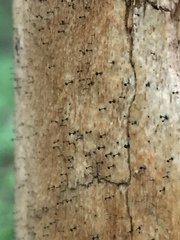 Chaenothecopsis debilis