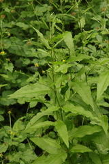 Rumex sanguineus