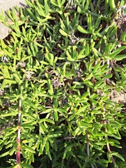 Carpobrotus glaucescens