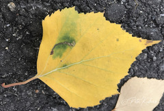 Stigmella luteella