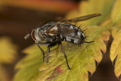 Linnaemya
