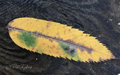 Phyllonorycter sorbi