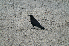 Corvus corone