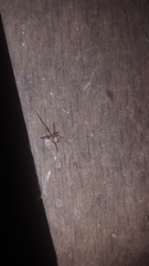 Zygiellinae