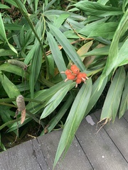 Alpinia
