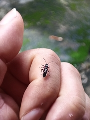 Ochrostomus pulchellus