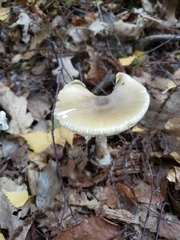 Amanita phalloides