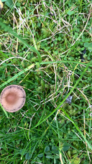 Panaeolus foenisecii