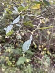 Salix atrocinerea