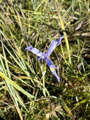 Iris missouriensis