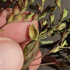 Dasineura toweri