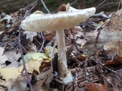Amanita phalloides