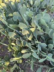 Opuntia anahuacensis