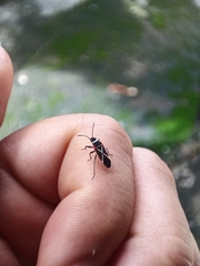 Ochrostomus pulchellus