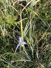 Iris missouriensis