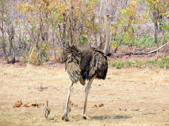 Struthio camelus australis