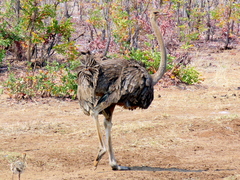 Struthio camelus australis