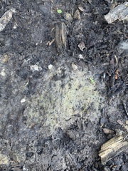 Lichinaceae