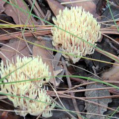 Lentaria byssiseda