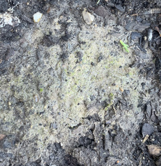 Lichinaceae