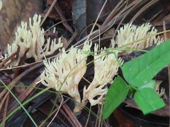 Lentaria byssiseda