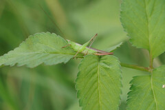 Conocephalus maculatus