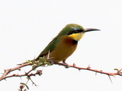 Merops pusillus argutus