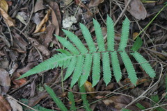 Christella acuminata
