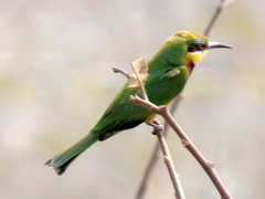 Merops pusillus argutus