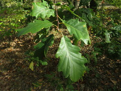 Quercus × rosacea