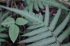 Christella acuminata