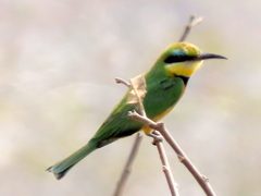 Merops pusillus argutus