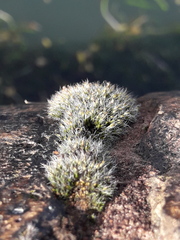 Grimmia pulvinata