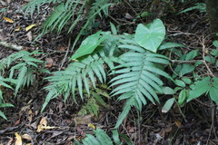 Christella acuminata