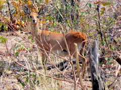 Raphicerus campestris