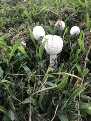 Saproamanita