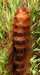 Phyllalia patens