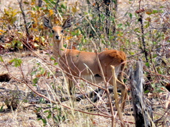 Raphicerus campestris