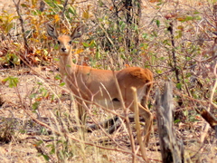 Raphicerus campestris