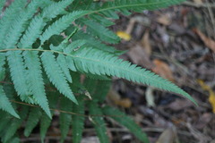 Christella acuminata