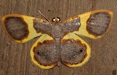 Opisthoxia asopis