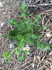 Ceanothus thyrsiflorus