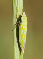 Draeculacephala robinsoni