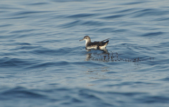 Puffinus persicus