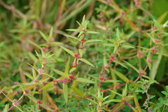 Ammannia multiflora