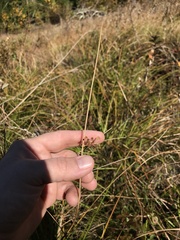 Juncus pylaei