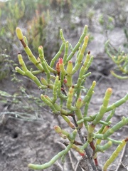 Suaeda linearis