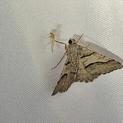 Digrammia continuata