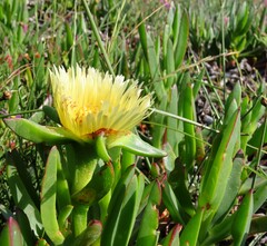 Carpobrotus edulis edulis