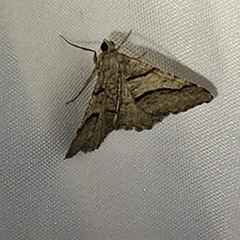 Digrammia continuata